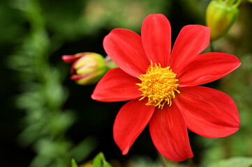 Flower in the garden with large red petals