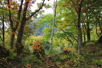 志賀高原の秋の紅葉