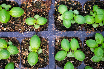 Top view of green basil herbs in seedling pots