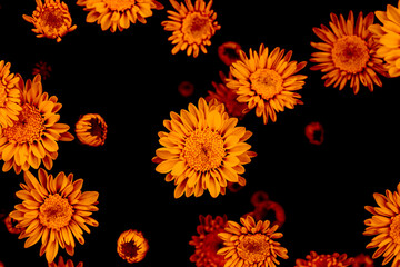 flowers on black,vintage background flowers,beautiful,orange flowers,Chrysanthemum flowe,Nature