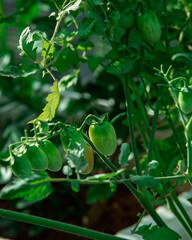 Green tomato plant. The tomato is the edible, often red, berry of the plant Solanum lycopersicum, commonly known as a tomato plant.