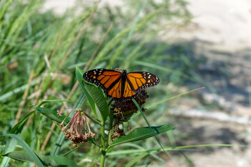 Fototapeta na wymiar Monarch Butterfly on the Beach
