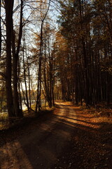 Naklejka premium October road