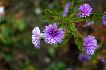 Obraz premium Beautiful blue flowers blooming in October