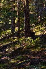 In the wood with lots of moss in Whistler, Canada