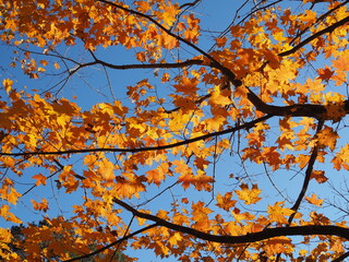 orange fall foliage