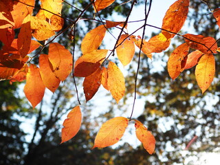 orange fall foliage
