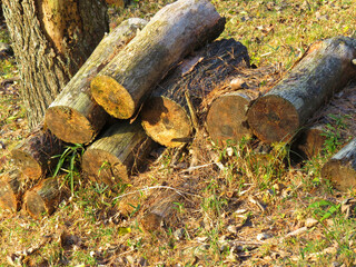 Fototapeta premium 丸太