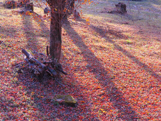 夕暮れの木の影