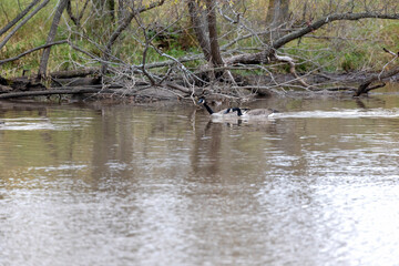 Two Canadian Geese on the river