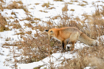 fox in the snow