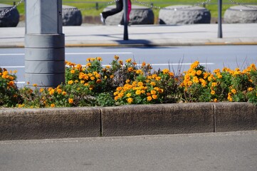 中央分離帯の花壇に咲く花