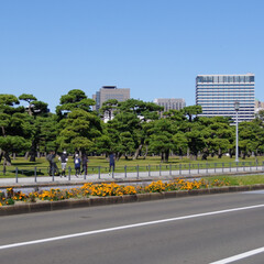 中央分離帯の花壇に咲く花
