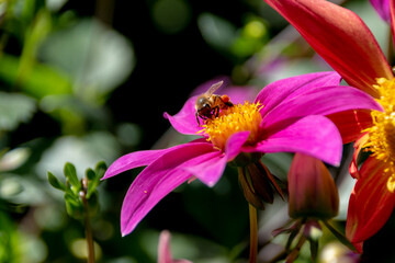 A bee is hard at work pollinating a beautiful purple and yellow flower on a bright sunny day in Monet's Garden in Giverny, France.