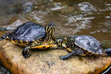 Obraz premium red eared sliders