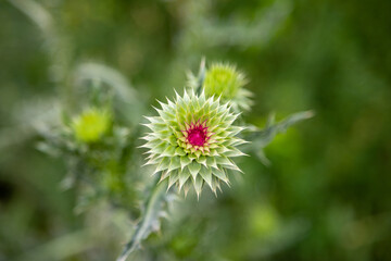 Flower of a thistle