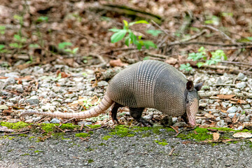 Armadillo in the forest