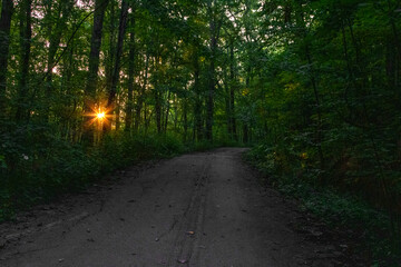 Obraz premium morning in the forest