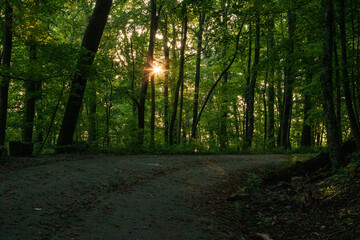 Obraz premium Morning sunlight in the forest