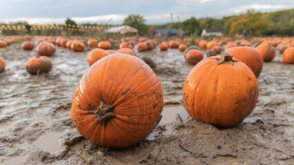 Close-up of pumpkins in a muddy field with string lights.