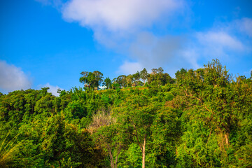 Obraz premium Natural background of morning light against trees or coastal mangrove forest, cool blurred wind, beauty according to the weather conditions during the day.