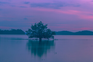 Fototapeta premium Natural background of morning light against trees or coastal mangrove forest, cool blurred wind, beauty according to the weather conditions during the day.