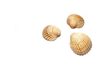 Seashells on white background