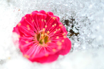 雪の上に落ちた赤い梅の花