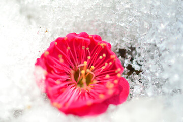 雪の上に落ちた赤い梅の花