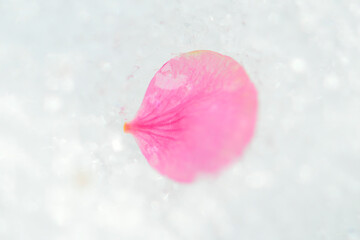 雪の上のピンクの梅の花びら