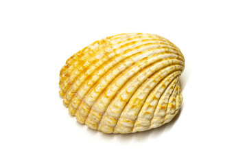 Large shell