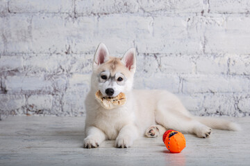 Fototapeta na wymiar Funny puppy husky breed of light color gnaws dried pork and beef ears. Natural chewing treats for dogs. Production and trade in pet products. Siberian husky baby girl enjoying bone for cleaning teeth