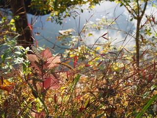 colorful sunlit autumn flora along Potomac River