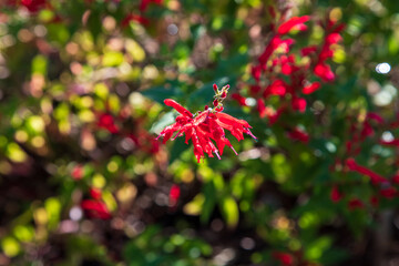 Red Flowers in the garden