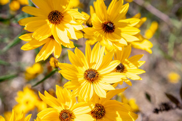 yellow flowers in the field
