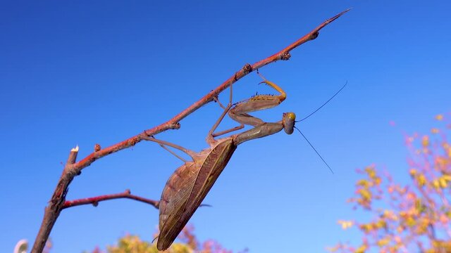 The European mantis (Mantis religiosa). The insect sits on a twig against a blue sky.
