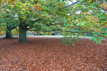 Fallen brown maple leaves on the ground during autumn