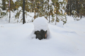 old tree stump in winter forest