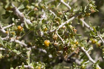 Yellow orange mature berry fruit of Peach Thorn, Lycium Cooperi, Solanaceae, native thorny hermaphroditic perennial deciduous woody shrub in Joshua Tree National Park, Southern Mojave Desert, Summer.