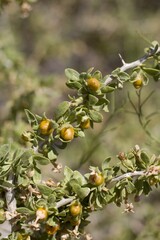 Yellow orange mature berry fruit of Peach Thorn, Lycium Cooperi, Solanaceae, native thorny hermaphroditic perennial deciduous woody shrub in Joshua Tree National Park, Southern Mojave Desert, Summer.