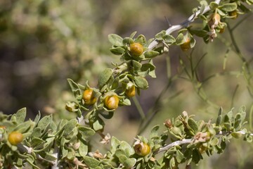 Yellow orange mature berry fruit of Peach Thorn, Lycium Cooperi, Solanaceae, native thorny hermaphroditic perennial deciduous woody shrub in Joshua Tree National Park, Southern Mojave Desert, Summer.