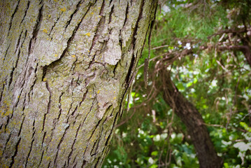 Tree bark texture