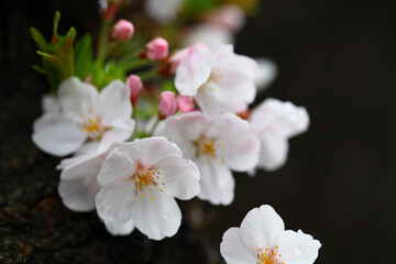 Obraz premium 桜の花