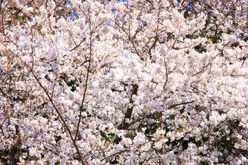 桜の花