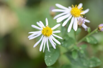 Close-up image of the autumn flower Wild chrysanthemum.