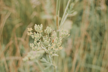 Rural wildflower in macro close up