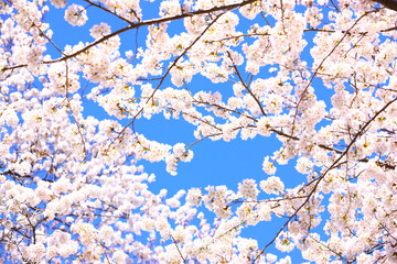 桜の花
