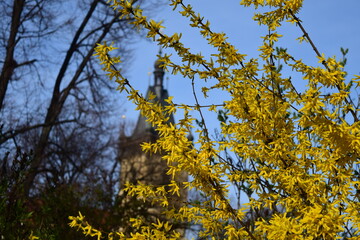 Yellow flowers in Prague