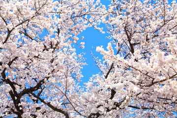桜の花