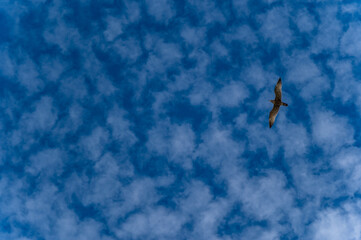 Mackerel Sky with overhead Gull